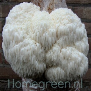 Lions-Mane 1 Litre Rye